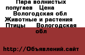 Пара волнистых попугаев › Цена ­ 3 000 - Вологодская обл. Животные и растения » Птицы   . Вологодская обл.